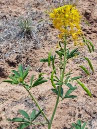 Image result for Cleomaceae