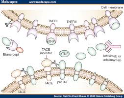 Image result for TNF Inhibitor