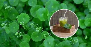 Nama saintifik bagi pegaga ialah hydrocotyle asiatica linn dan ia adalah daripada famili umbilliferae. Minum Jus Daun Pegaga Sekali Seminggu Kulit Akan Cantik Awet Muda