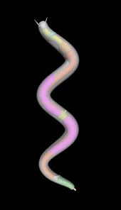 Dr abdul ghaffar professor emeritus university of south carolina. Nematodes Round Worms