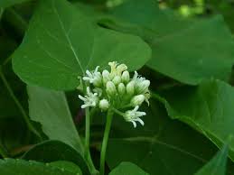 Image result for Cynanchum