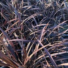 Image result for Chlorophytum galpinii