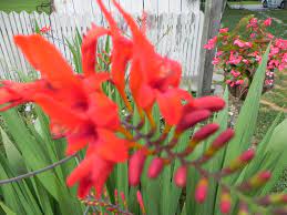 Summers Flowers That Come Back Every Year Tall Flower With Leaves Like Iris But Flower Like Bird Of Paradise Tall Flowers Flower Garden Flowers