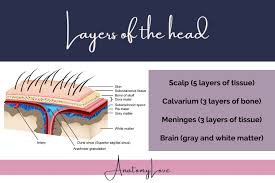 Image result for Crateva eminens