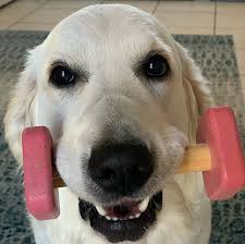 Home the ultimate guide to dog training 2020 how to potty train a puppy. Local Dog Training And Obedience Classes