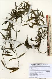 Image result for Oldenlandia lancifolia