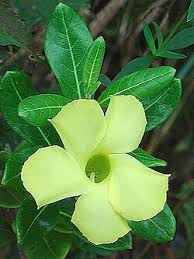 Image result for Apocynaceae subfamily Periplocoideae