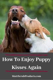 My Dog S Breath Smells Really Bad Mutt Scrub Products Dog Breath Bad Dog Breath Puppy Kisses