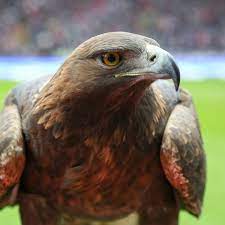 El eintracht fráncfort 4 1 (eintracht frankfurt e.v., 5 en alemán y oficialmente, o eintracht frankfurt de manera abreviada) 6 es una entidad deportiva de fráncfort del meno, alemania. Eintracht Frankfurt Adler Mussen Sitzen Frankfurt