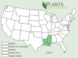 Image result for Isoetes rwandensis