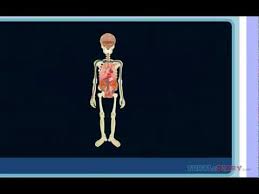 They are categorized by the muscles which they affect (primary and secondary), as well as the equipment required. Human Body Lesson For Kids Learn About The Human Body Youtube