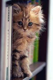 super sweet kitty sevimli kedi yavrulari sevimli kediler kedi
