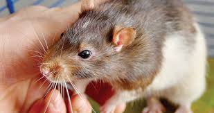 We'll talk about some health issues common to mice, and how good care can increase lifespan. Rats Mice And Birds