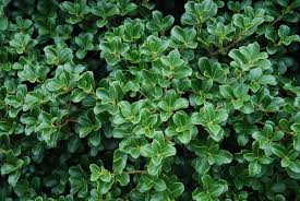 Image result for Afrohybanthus densifolius