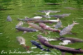 Cerita rakyat dari sumatra barat mengenai asal mula ikan sakti sungai janiah (sungai jernih) di kabupaten bahkan konon ada yang berukuran sebesar kerbau. Legenda Ikan Sakti Sungai Janiah Jalan Jalan Terus