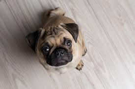 We did not find results for: 8 Best Pug Puppy Foods With Our 2021 Pug Feeding Guide