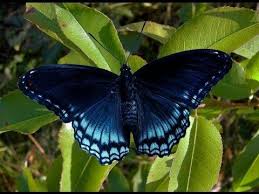 Black And Red Caterpillar Michigan Short Video On How To Find Hibernating Caterpillars Of The Gorgeous Red Spotted Purple Butterfly Purple Butterfly Tattoo Zebra Butterfly Purple Butterfly