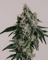 Buy Trainwreck Seeds | Germination Guarantee | ILGM