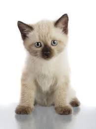 Get a ragdoll, bengal, siamese and more on kijiji 8 month old siamese kitten for sale. Finding Siamese Kittens For Adoption Lovetoknow Kitten Adoption Siamese Kittens Cute Cats