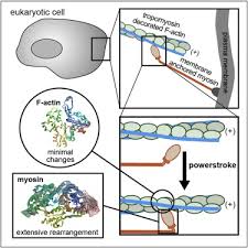 The Domain Structure And Protein Structure Of Myosin Va. (A) The Scale... |  Download Scientific Diagram