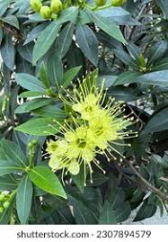 Image result for Eugenia sp. A