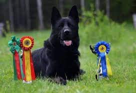 I have 4 female and 6 male puppies 14 weeks old for sale. Milwaukee Wi German Shepherd Puppy Breeding Showing Training Lyons Il Announced