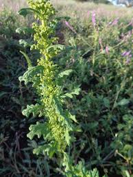 Image result for Dysphania schraderiana