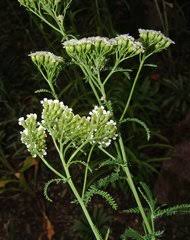 Image result for Bothriocline glomerata