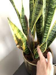 The Complete Guide To Caring For Your House Plants Snake Plant Edition Snake Plant Indoor Snake Plant Care Snake Plant
