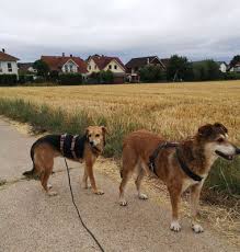 Ada (weibl., geb. ca. April 2011)