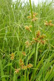 Image result for Cyperus dubius