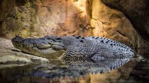 Terbang berarti kamu beranjak dari tanah. Arti Mimpi Buaya Akan Ada Konflik Tribun Lampung