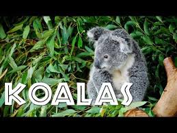 Your Kids Will Love These Save The Koala Month Activities Do Them Together With Your Child And Learn All About This Gorg In 2020 Koalas Youtube Animals Animal Science