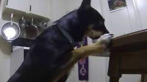 How to stop a dog from jumping on the counter. How To Stop A Dog From Jumping On The Counter The Dog Lady