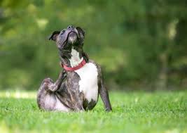 The pitbull color ranges from brown, white, black with the other specific characteristics. Pit Bull Colors In All Their Variations Dogs Love Us More