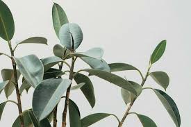 Use this pruning knowledge to design your perfect rubber plant! How To Propagate Rubber Tree Plants An Overview Of All Of Your Options The Healthy Houseplant