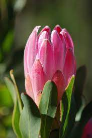 Pin On Suid Afrikaans