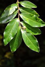 Image result for Aphloia theiformis