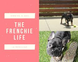 It is never hard to potty train a dog. Life With A Frenchie Dr Majestic