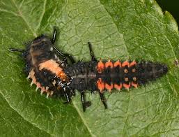 Harlequin beetle , acrocinus longimanus (cerambycidae). Harlequin Ladybird Encyclopedia Of Life