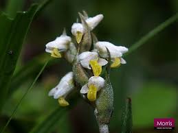 Image result for Zeuxine elongata