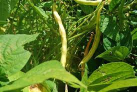 Can I Grow Store Bought Cannellini Beans Eat Like No One Else