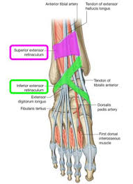 When functioning correctly, tendons glide under these retinacula without hindrance. Physioosteobook Extensor Retinaculum Of The Ankle Facebook