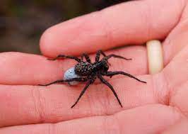 Bceause wolf spiders are venomous creatures, most people assume they're dangerous. Spiders Do Not Bite Arthropod Ecology