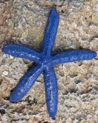 Image result for Lannea virgata