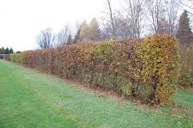 Image result for Živý plot z habru