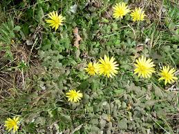 Image result for Arctotheca