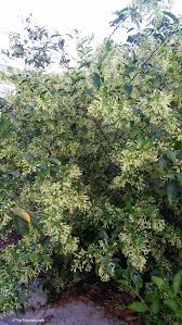 Image result for Cestrum nocturnum