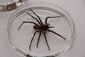 Maybe you would like to learn more about one of these? Neue Riesenspinne In Mexiko Entdeckt