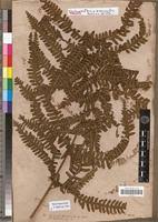 Image result for Pteris linearis